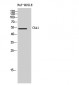 Chk1 Polyclonal Antibody